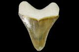 Serrated, Fossil Megalodon Tooth - Florida #110439-1